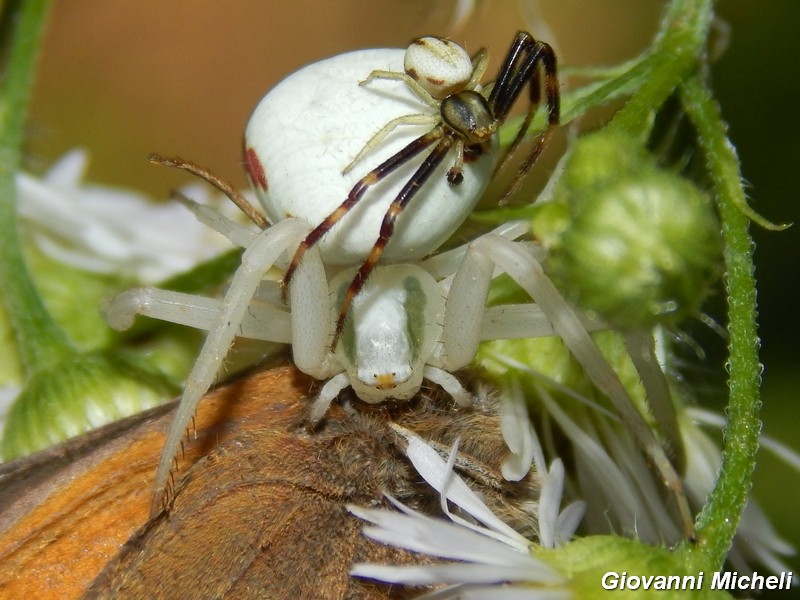 Misumena vatia: accoppiamento e predazione - Turbigo (MI)